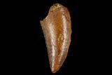 Serrated, Raptor Tooth - Real Dinosaur Tooth #178473-1